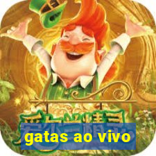 gatas ao vivo